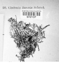 Image of Cladonia furcata